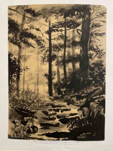 Ручей в сосновом лесу (Pinus silvestris - сосна обыкновенная) для мемориала в Усть-Тосно. 1957-1958; тонированная бумага, чай, китайская тушь, кисть. 42х30,5

